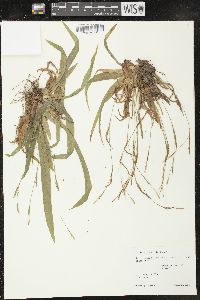 Carex platyphylla image