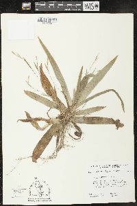 Carex platyphylla image