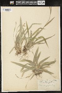 Carex platyphylla image