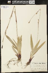 Carex plantaginea image