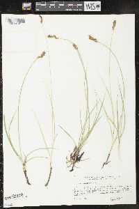 Carex praegracilis image