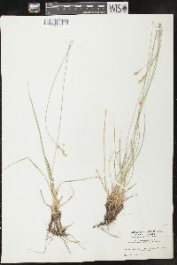 Carex praegracilis image