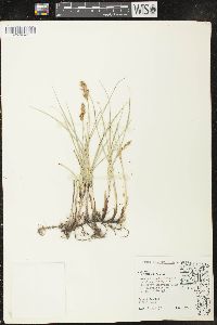 Carex praegracilis image