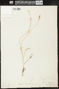 Carex praegracilis image