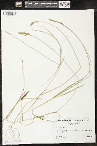 Carex prairea image