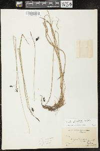 Carex pluriflora image