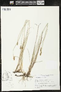 Carex praegracilis image