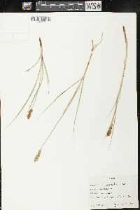 Carex praegracilis image