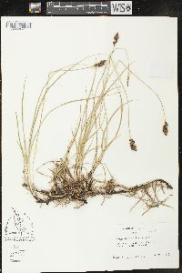 Carex praegracilis image