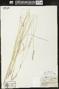 Carex prairea image