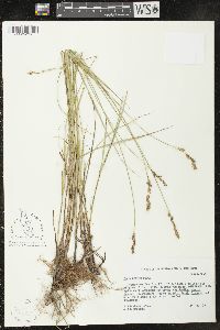 Carex prairea image