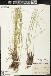 Carex prairea image