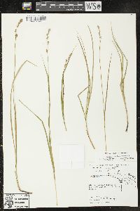 Carex prairea image