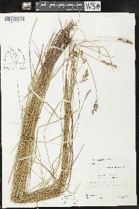 Carex prairea image