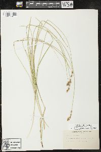 Carex prairea image