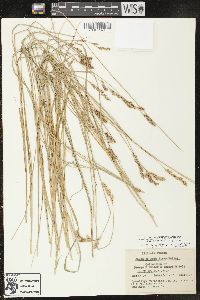 Carex prairea image