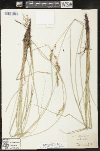 Carex prairea image