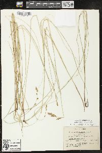 Carex prairea image