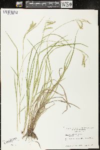 Carex prasina image