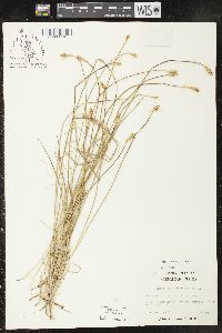 Carex praticola image