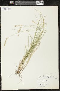 Carex praticola image