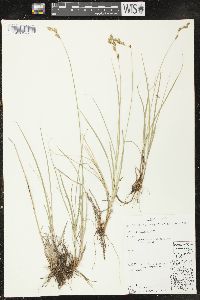 Carex praticola image