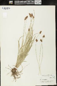 Carex preslii image