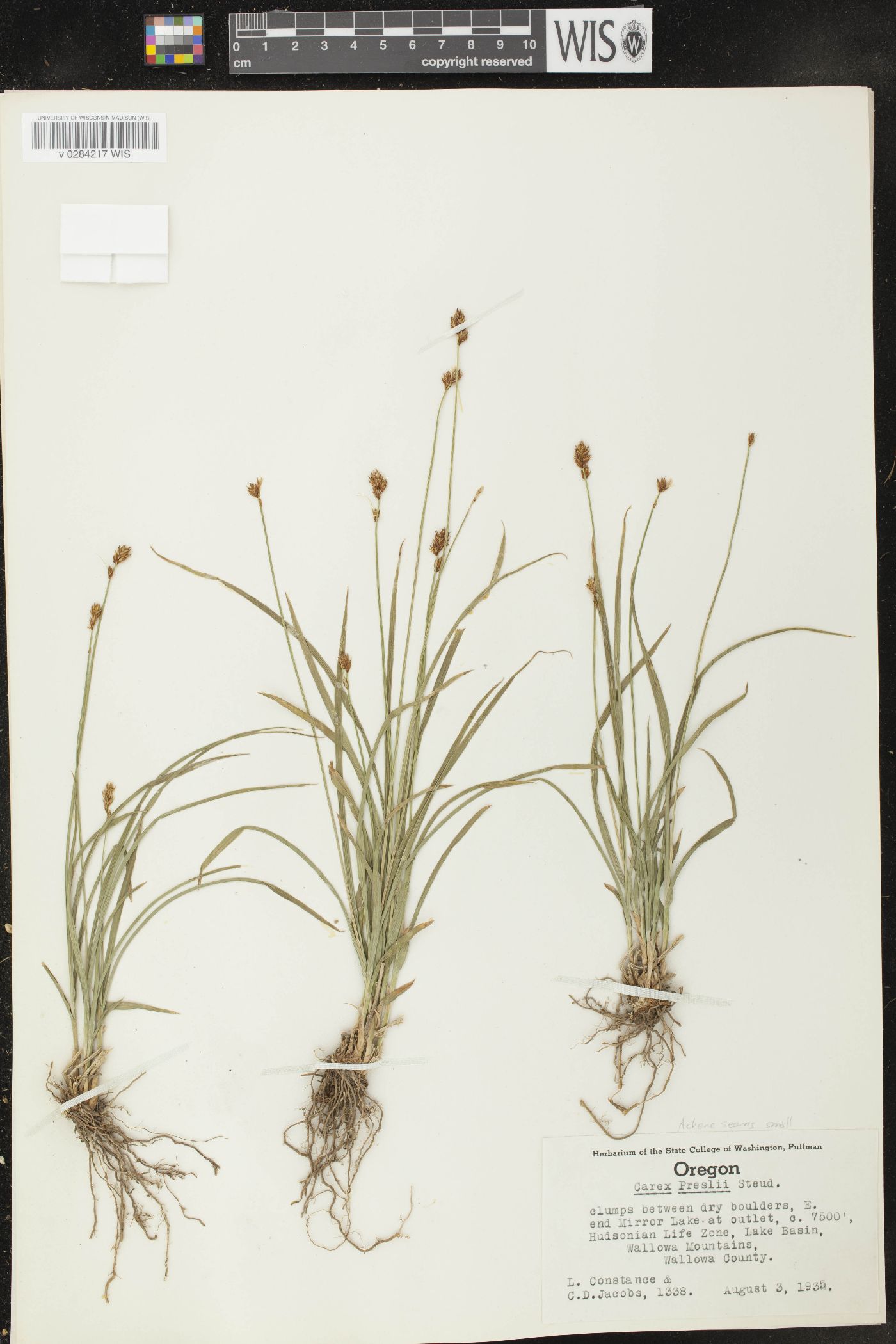 Carex preslii image