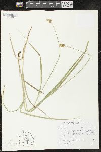 Carex projecta image