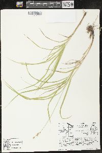 Carex projecta image