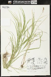 Carex projecta image