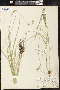 Carex projecta image