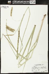 Carex pseudocyperus image