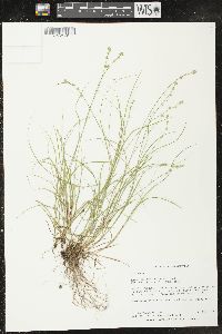 Carex radiata image