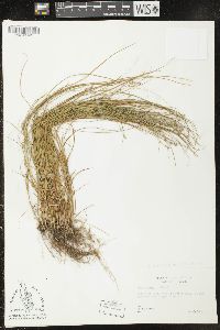 Carex radiata image