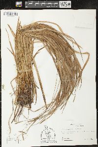 Carex purpurifera image