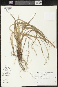 Carex purpurifera image