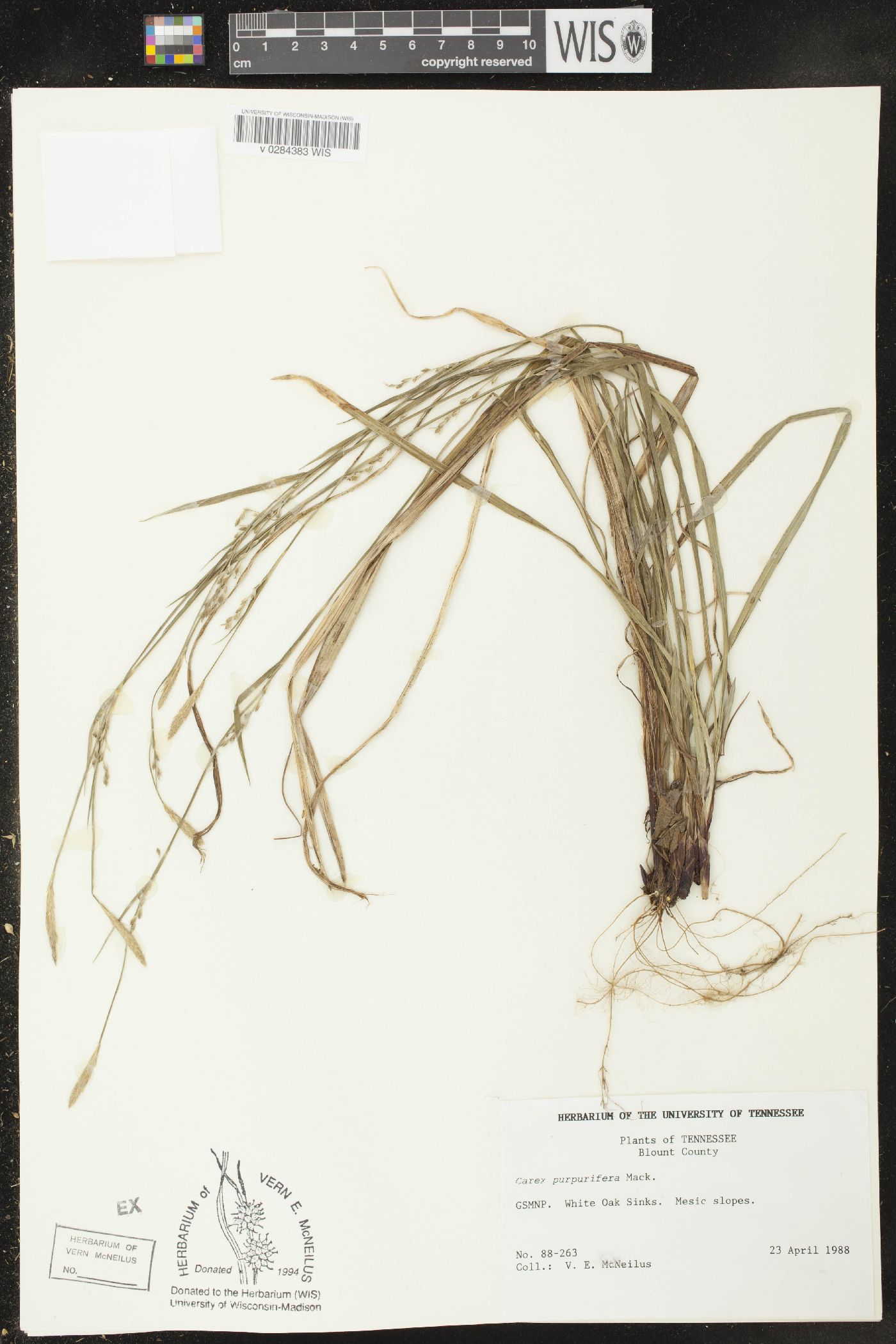 Carex purpurifera image