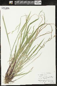 Carex purpurifera image