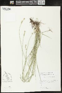 Carex reniformis image