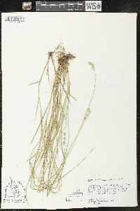 Carex reniformis image