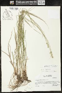 Carex reniformis image