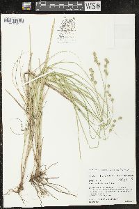 Carex reniformis image