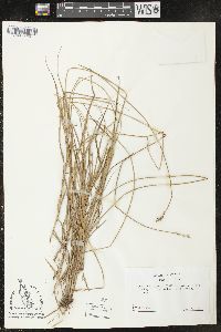 Carex reniformis image