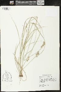 Carex reniformis image