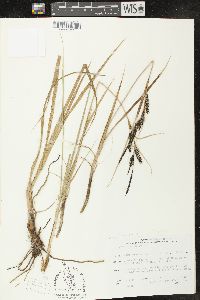 Carex recta image