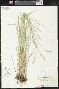 Carex reniformis image