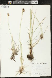 Carex raynoldsii image