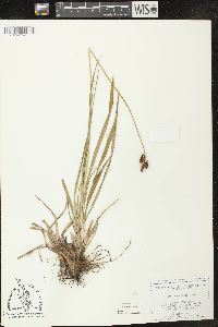 Carex raynoldsii image