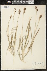 Carex raynoldsii image